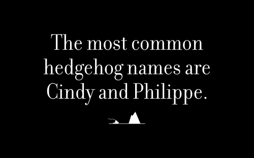 The most common hedgehog names are Cindy and Philippe.